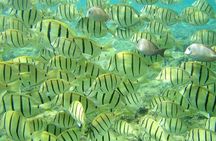 Pelican Rock Snorkeling and Sightseeing Adventure