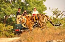 2-Days Private Ranthambhore Tiger Tour from Jaipur