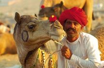 Exclusive: Guided Pushkar Day Trip from Jaipur