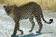 Exclusive Safari at Jhalana Leopard Park Including Transfers