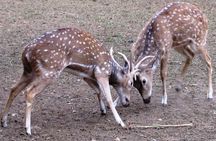 Exclusive Safari at Jhalana Leopard Park Including Transfers