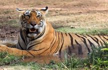 2 Days: Ranthambore Tiger Safari From Jaipur With Hotel & Safari