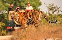 2 Days: Ranthambore Tiger Safari From Jaipur With Drop At Agra