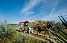 Private Tour: Sotuta de Peon Hacieda Day Trip