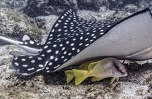 Scuba Diving Los Arcos