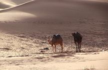Palmeraie Sunset Camel Ride Experience from Marrakech