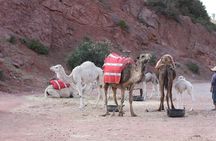 Private Camel Ride in High Atlas Mountains from Marrakech