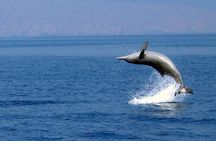 Dolphin Watching Cruise from Muscat