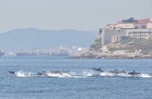 Dolphin Watching in Gibraltar & Fast Track Priority Cable Car 