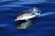 Dolphin Watching Excursion in Gibraltar
