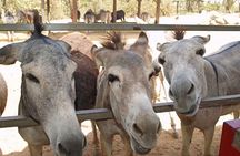 Half-Day Aruba Animal Sanctuary Guided Tour 