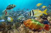 Aruba Mangel Halto and Baby Beach Snorkeling Guided Tour