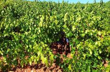 Almería Wine tour, tasting in Bio Winery and aperitif in English