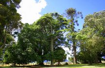 Giant Kauries and Glowworms's Cave - the Bay of Islands Tour Private Tour