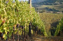 Private Tuscany Day Tour: San Gimignano and Chianti Wine Region from Florence