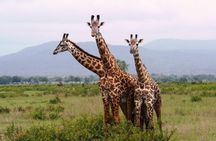 Dar Es Salaam: Day Trip Safari to Mikumi National Park by Train