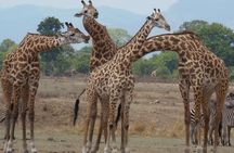 3 Days - Game Viewing Safari in Nyerere National Park