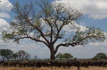 3 Days - Game Viewing Safari in Nyerere National Park