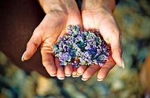 Hvar Lavender Small Group Tour