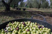 Olive Oil Farm Tour with Tasting from Seville