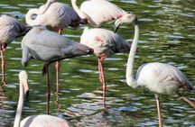 Donana National Park and El Rocío: Guided Tour from Seville