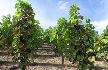 2.5-Hour Prague Wine Tasting Walking Tour
