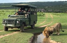 Day Safari at Pumba Private Game Reserve