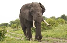 3-Day Tarangire, Ngorongoro Crater, Manyara Park