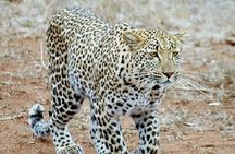 One Night Leopard Tour of Kruger National Park from Nelspruit