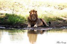 2 Nights Lion King Safari to Kruger from Nelspruit