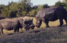 2 Nights Lion King Safari to Kruger from Nelspruit