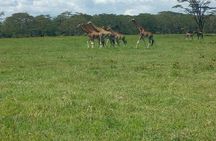 Full-Day Lake Nakuru National Park Private Tour from Nairobi