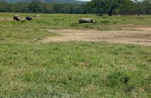 Full-Day Lake Nakuru National Park Private Tour from Nairobi