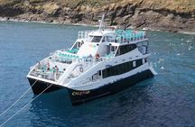 Molokini Snorkeling Adventure Aboard Calypso From Ma'alaea Harbor