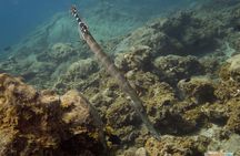 Dive Baptism 1 Dive In Tenerife 3,5h