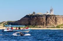 Humpback Whale Encounter Tour from Newcastle