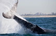 Humpback Whale Encounter Tour from Newcastle
