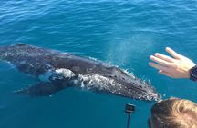 World class Whale Watching from Hervey Bay