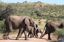 One day Safari including a 5 Hour Open Safari Vehicle Drive