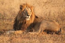 One day Safari including a 5 Hour Open Safari Vehicle Drive