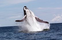 Whales and Dolphins watching Tour From Uvita