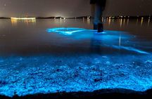 Sunset Kayaking w/ Florida Bioluminescence Combo Tour | Haulover canal 