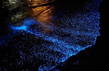 Florida Bioluminescence Kayaking Tour (Titusville)