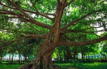 From Hanoi: Cuc Phuong National Park Day Trip by Private Car