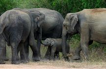 Colombo to Kandy,Ella & Yala 3 Day Tour