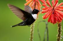 Birdwatching day at Chicaque Cloud Forest.