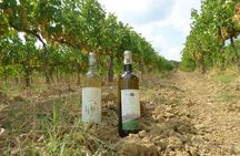 Gourmet Wine Tour San Gimignano Wine Tasting - San Quirico Winery