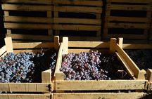 Pagus Wine Tours® - Two Amarone wineries - Half day wine tour