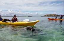 Seal and Penguin Islands Sea Kayak Day Tour
