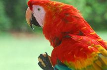 3-Day Amazon Jungle Tour at Eco Amazonia Lodge ECOLOGICO